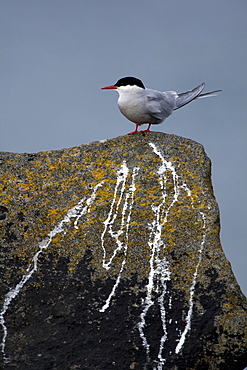 Arctic Tern (Sterna paradisaea) perched on rock. Ganavan, Oban, Scotland, UK