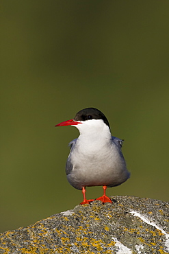 Arctic Tern (Sterna paradisaea) perched on rock. Ganavan, Oban, Scotland, UK