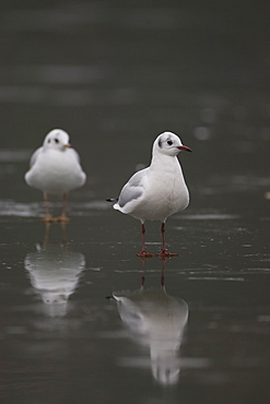 Black-Headed Gull (larus ridibundus) pair standing on ice on a frozen pond in Glasgow city centre front on view. Glasgow, Hyndland Park, Argyll, Scotland, UK