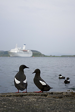 Black Guillemot (Cepphus grylle) wide angle view of birds standing on jetty with cruise liner in background and two birds swimming. Oban Bay, Argyll, Scotland, UK