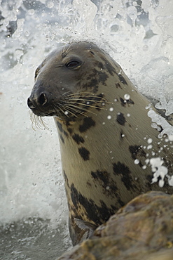 Grey Seal (Halichoerus grypus) female in surf waves crashing over head. . Mull of Kintyre near Campbeltown, Argyll, Scotland, UK