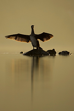 Cormorant (Phalacrocorax carbo) standing on rock with light behind drying wings, sun setting.. Kilchrenan, on the banks of Loch Awe, Argyll,, Scotland, UK