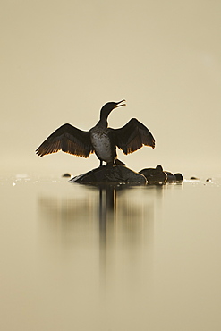 Cormorant (Phalacrocorax carbo) standing on rock with light behind drying wings, sun setting.. Kilchrenan, on the banks of Loch Awe, Argyll,, Scotland, UK