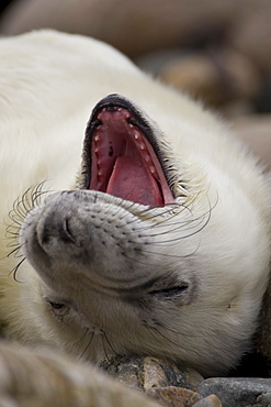 Grey Seal (Halichoerus grypus) pup portrait head shot with eyes closed and mouth open, taken on rocky beach in the west coast of Scotland. Mull of Kintyre near Campbeltown, Argyll, Scotland, UK