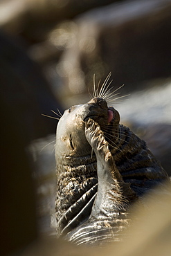 Grey Seal (Halichoerus grypus),close up of bull looking up framed by out of focus rocks and scratching face with fin.. Mull of Kintyre near Campbeltown, Argyll, Scotland, UK