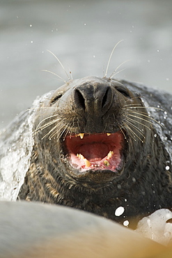 Grey Seal (Halichoerus grypus) close up head shot of bull with mouth open showing aggression and a wave breaking over his head.. Mull of Kintyre near Campbeltown, Argyll, Scotland, UK