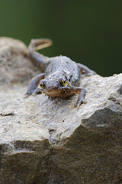 Palmate Newt (Triturus helvetica) standing on rock, full body photograph. Inverawe, nr Loch Awe, Argyll , Scotland, UK