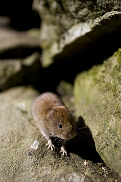 Bank Vole (Clethrionomys glareolus) running out of hole wide angle lens showing hole coming from. Argyll, Scotland, UK