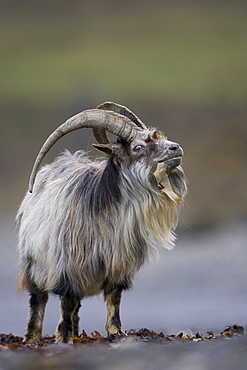 Feral Goat (Capra hircus) eating seaweed on carsaig beach on Mull. Argyll and the Islands, Scotland, UK