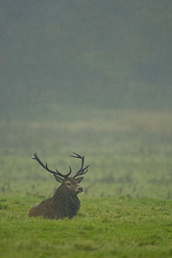 Red Deer (Cervus elaphus) stag lying in heavy rain . Isle of Mull, Argyll, Scotland, UK