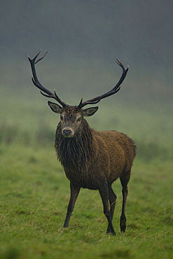 Red Deer (Cervus elaphus) stag standing in rain. Isle of Mull, Argyll, Scotland, UK