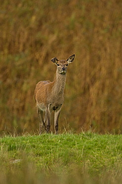 Red Deer (Cervus elaphus) hind 1st year Juvenile who has a broken ear. Isle of Mull, Argyll, Scotland, UK