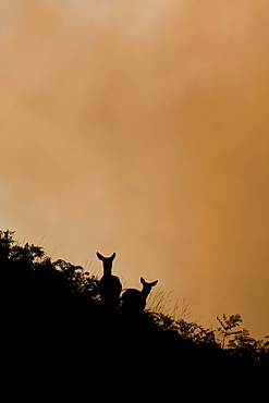 Red Deer (Cervus elaphus) two hinds silhoutted against setting sun in bracken covered hill side. Isle of Mull, Argyll, Scotland, UK