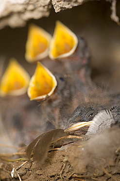 Swallow (Hirundo rustica) chicks in nest, begging for food. Loch Awe, nr Oban, Scotland, UK