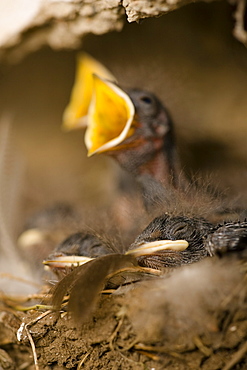 Swallow (Hirundo rustica) chicks in nest, begging for food. Loch Awe, nr Oban, Scotland, UK