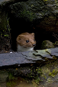 Weasel (Mustela nivalis) looking out a hole in an old wall. Loch Awe, nr Oban, Scotland, UK