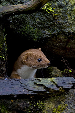 Weasel (Mustela nivalis) looking out a hole in an old wall. Loch Awe, nr Oban, Scotland, UK