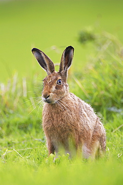 Brown Hare (Lepus capensis) resting in a grassy meadow. Argyll, Scotland, UK