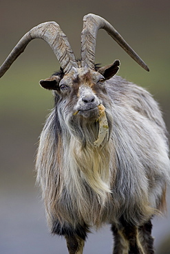 Feral Goat (Capra hircus) eating seaweed on carsaig beach on Mull. Argyll and the Islands, Scotland, UK