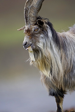 Feral Goat (Capra hircus) eating seaweed on carsaig beach on Mull. Argyll and the Islands, Scotland, UK