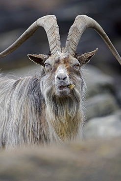 Feral Goat (Capra hircus) eating seaweed on carsaig beach on Mull. Argyll and the Islands, Scotland, UK