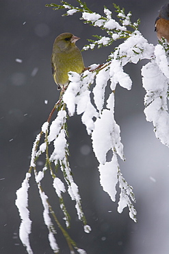 Greenfinch (Carduelis chloris) perched on snowy branch. highlands, Scotland, UK