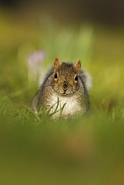 Grey squirrel (Sciurus carolinensis) in a park.  Scotland. , 