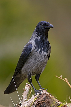 Hooded Crow (Corvus corone corone) standing on grass and moss. Argyll, Scotland, UK