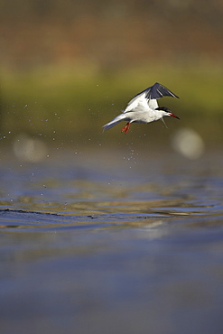 Common Tern (Sterna hirundo) flying in Oban town centre while fishing. Oban, Argyll, Scotland, UK