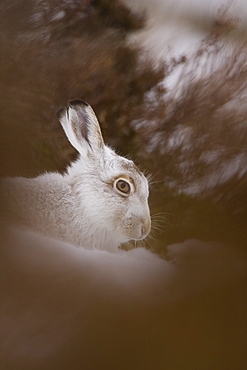 Mountain Hare (Lepus timidus) lying in snow with heather poking through snow. highlands, Scotland, UK