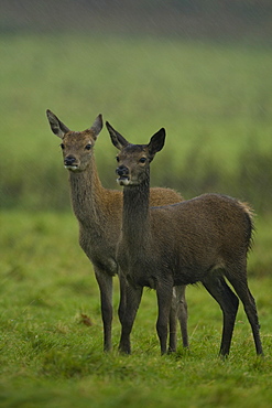 Red Deer (Cervus elaphus) pair of hinds standing looking alert in heavy rain. Isle of Mull, Argyll, Scotland, UK