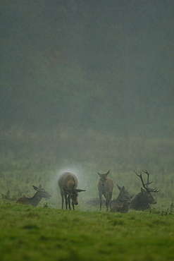 Red Deer (Cervus elaphus) hind shaking rain off coat. Isle of Mull, Argyll, Scotland, UK