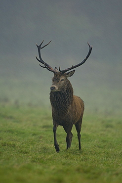 Red Deer (Cervus elaphus) stag walking in heavy rain. Isle of Mull, Argyll, Scotland, UK