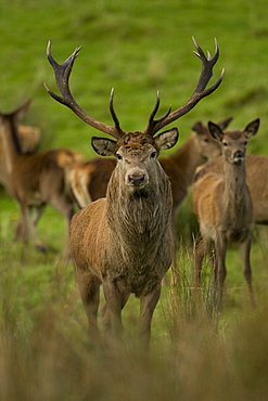 Red Deer (Cervus elaphus) stag with his harem of hinds behind . Isle of Mull, Argyll, Scotland, UK