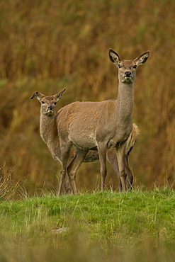 Red Deer (Cervus elaphus) hind with 1st year Juvenile, juvenile has broken ear. Isle of Mull, Argyll, Scotland, UK