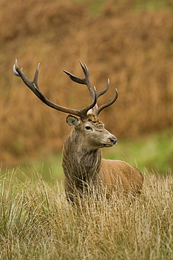 Red Deer (Cervus elaphus) stag standing in long grass . Isle of Mull, Argyll, Scotland, UK