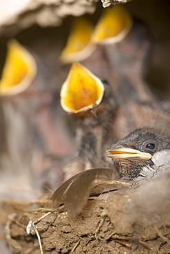 Swallow (Hirundo rustica) chicks in nest, begging for food. Loch Awe, nr Oban, Scotland, UK