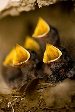 Swallow (Hirundo rustica) chicks in nest, begging for food. Loch Awe, nr Oban, Scotland, UK