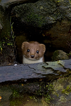 Weasel (Mustela nivalis) looking out a hole in an old wall. Loch Awe, nr Oban, Scotland, UK