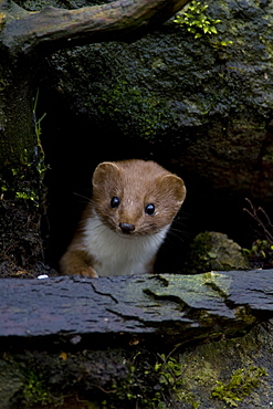 Weasel (Mustela nivalis) looking out a hole in an old wall. Loch Awe, nr Oban, Scotland, UK